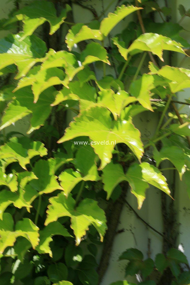 Parthenocissus tricuspidata 'Veitchii'