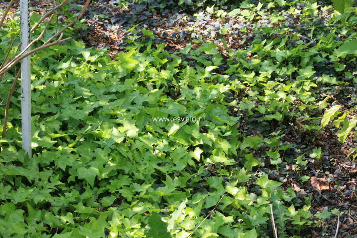 Hedera hibernica