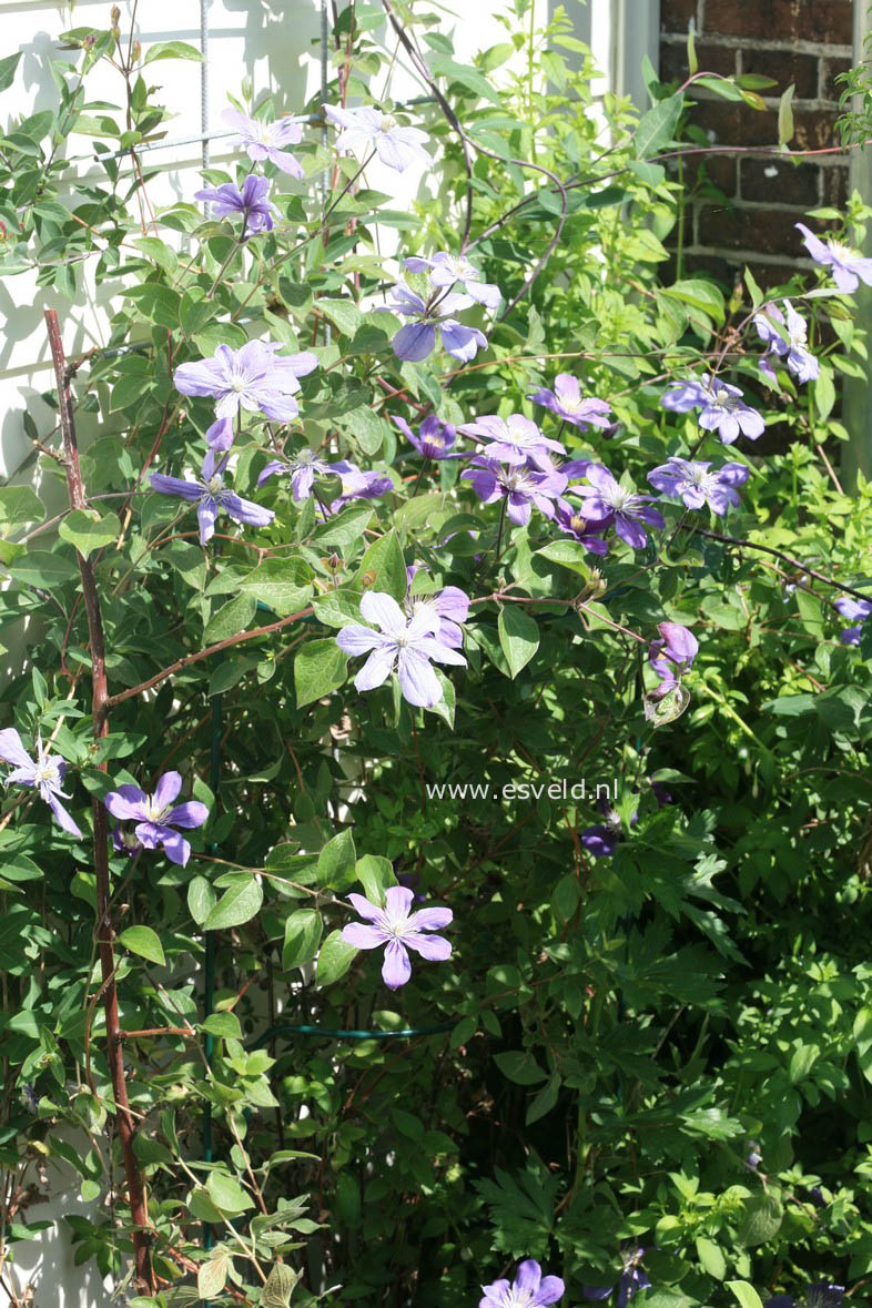 Clematis 'Arabella'