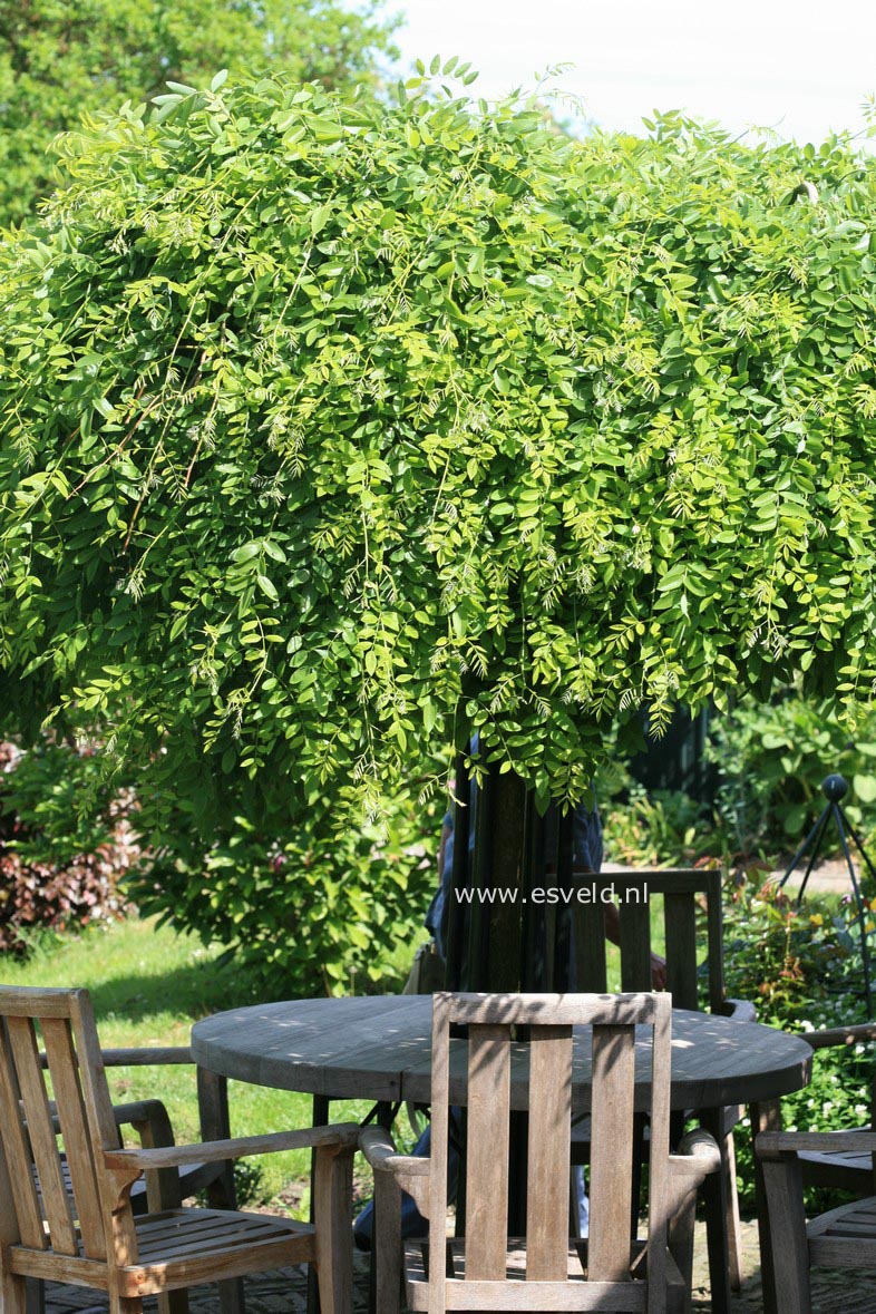 Styphnolobium japonicum 'Pendula'