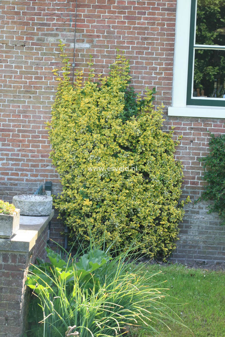 Euonymus japonicus 'Aureomarginatus'