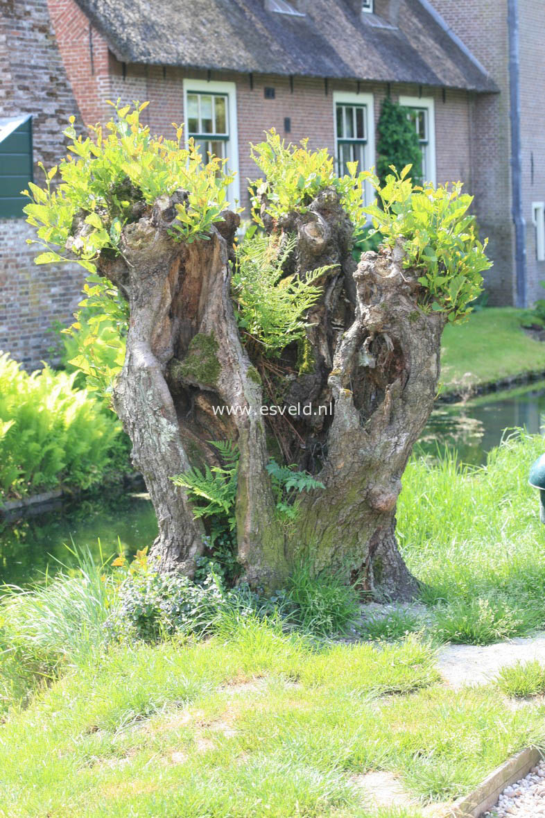 Alnus glutinosa