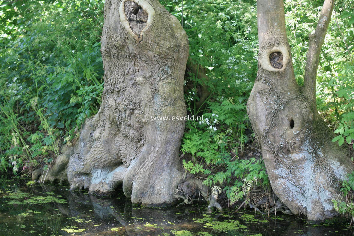 Fraxinus excelsior