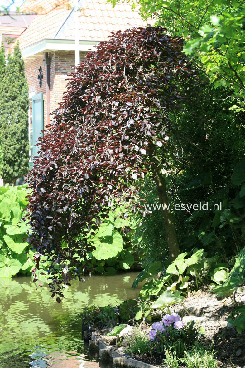 Fagus sylvatica 'Tortuosa Purpurea'