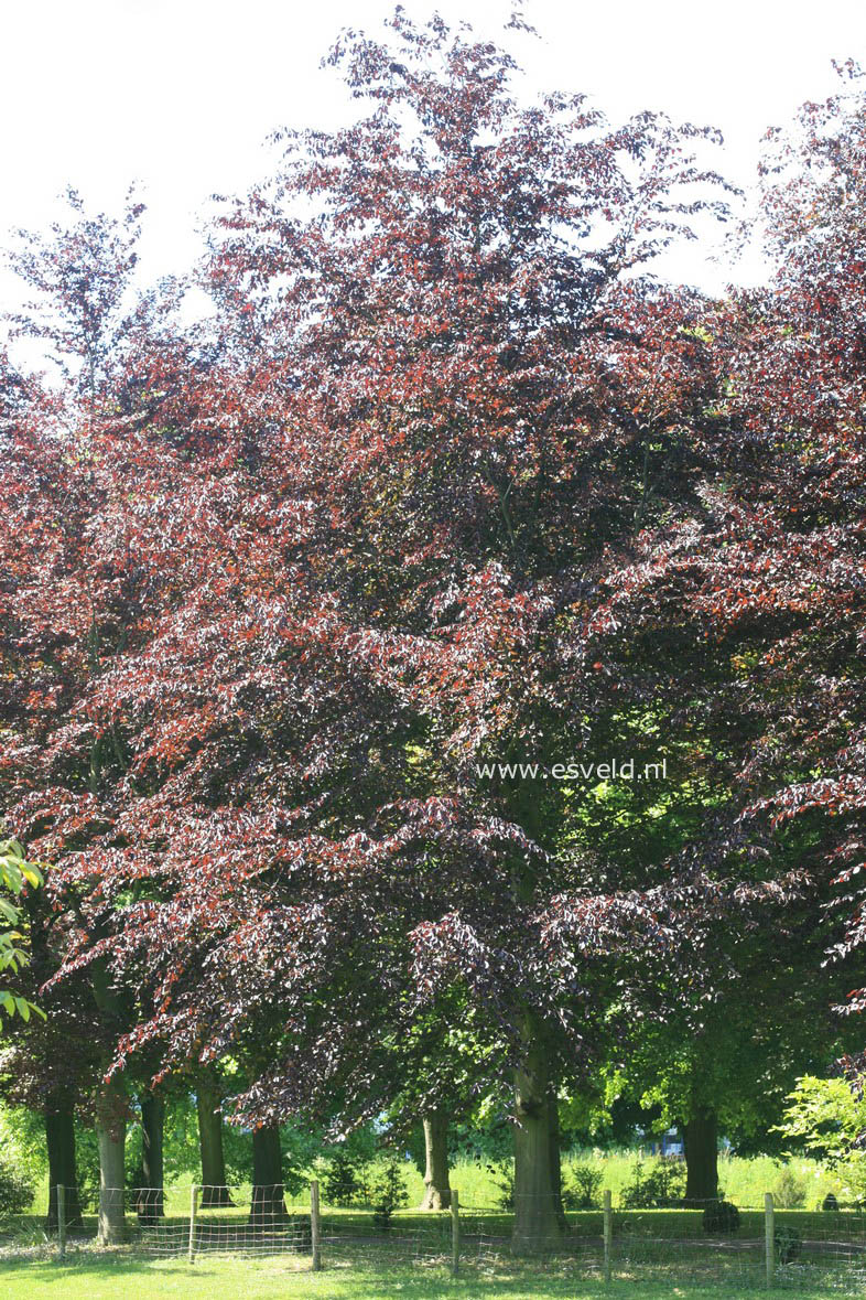 Fagus sylvatica 'Purpurea Latifolia'