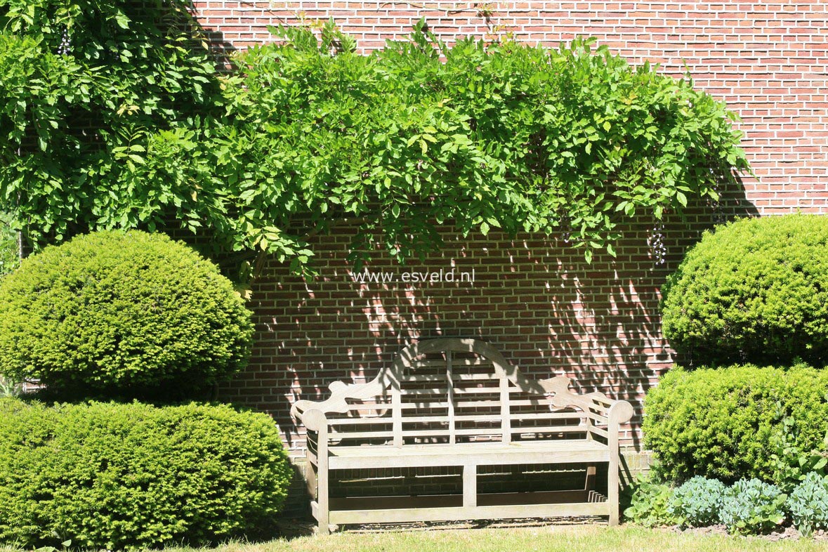 Wisteria floribunda