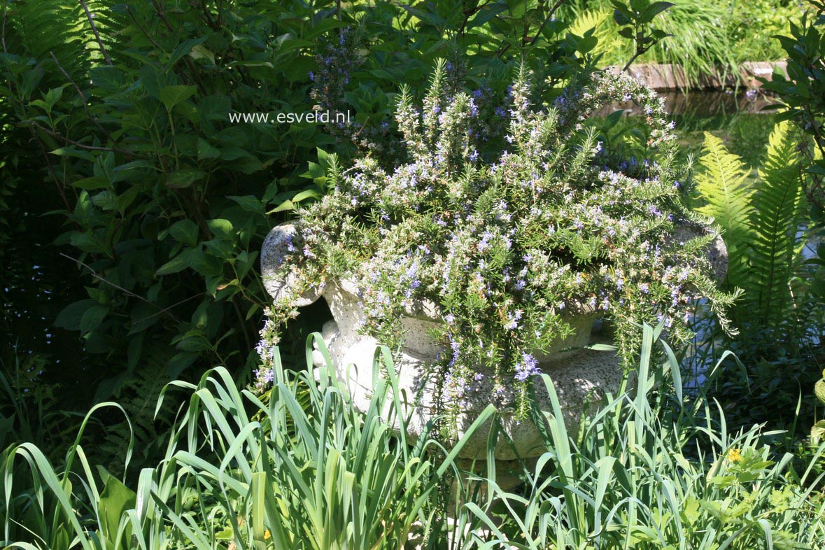 Rosmarinus officinalis 'Capri'