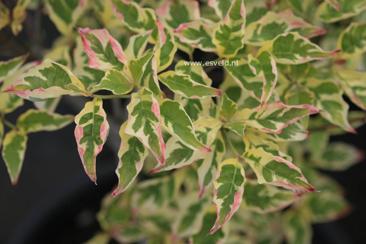 Cornus florida 'Pink Flame'