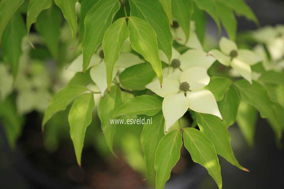 Cornus kousa 'Big Apple'