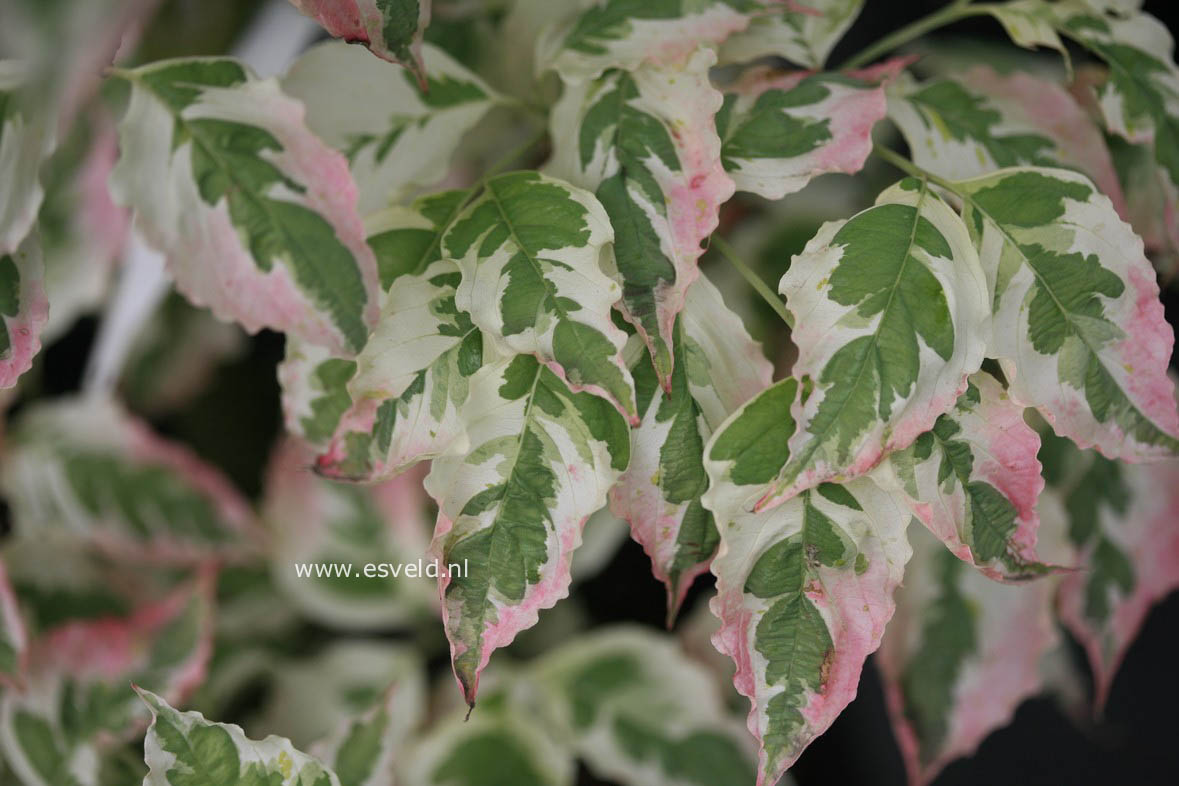 Cornus florida 'Welchii'