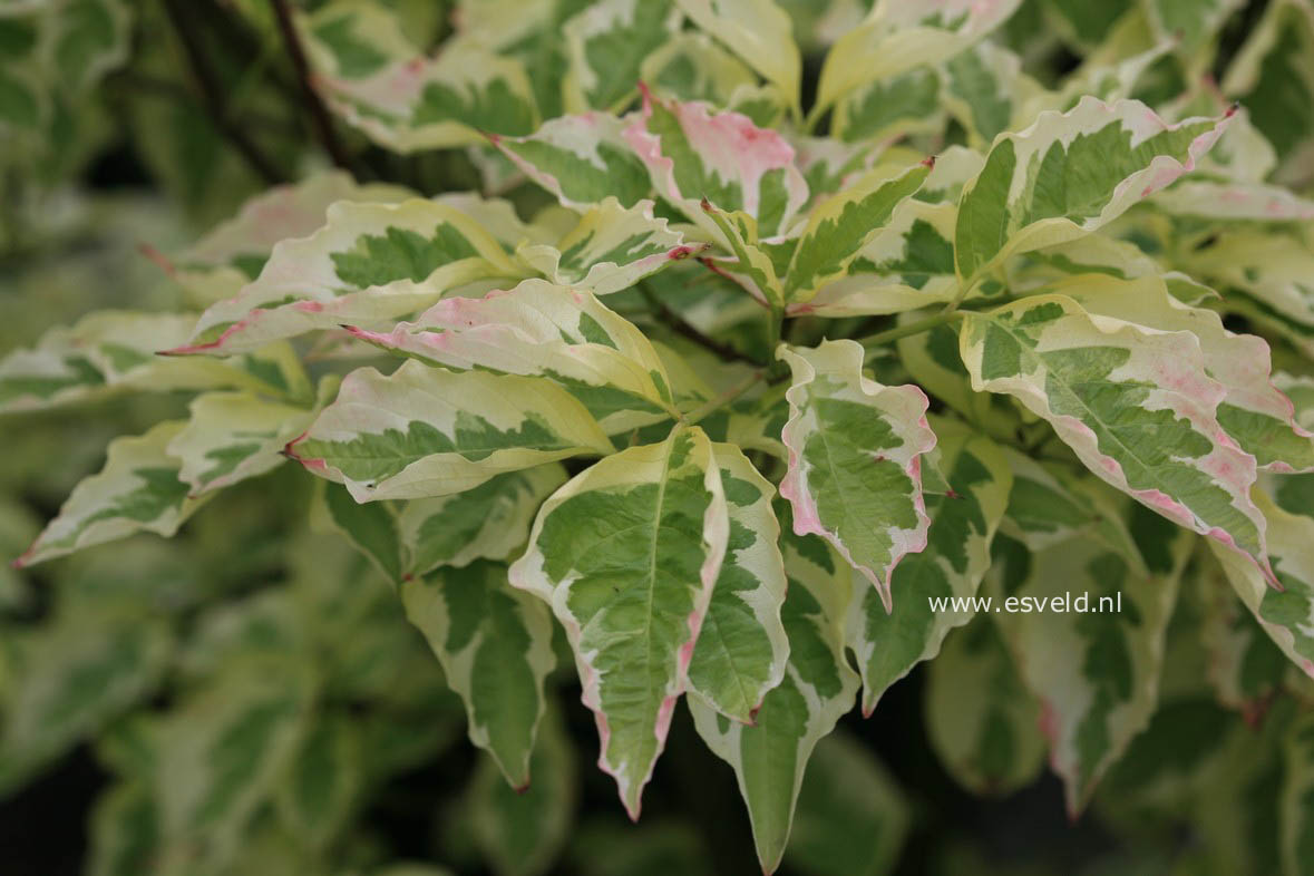 Cornus florida 'Daybreak'