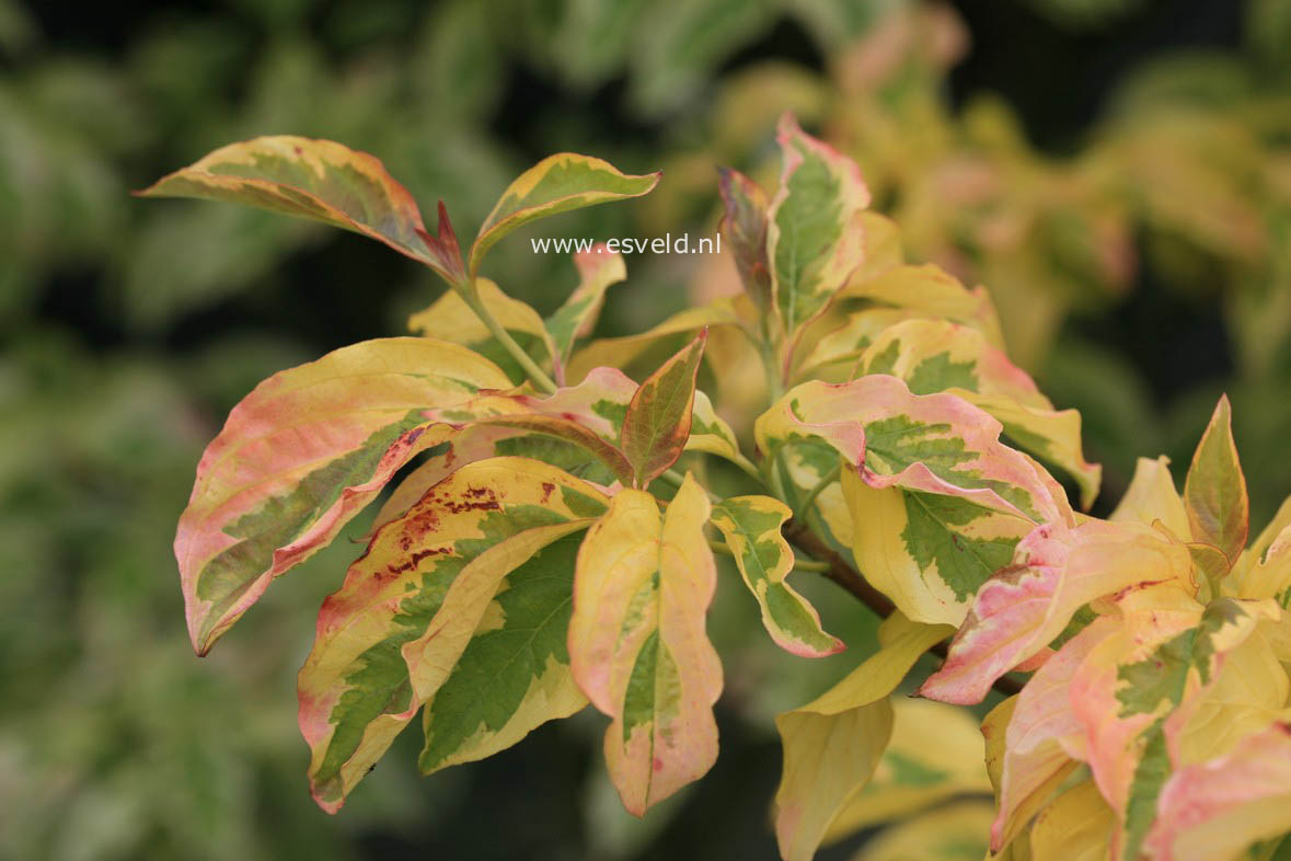 Cornus florida 'Sunset' (CHEROKEE SUNSET)