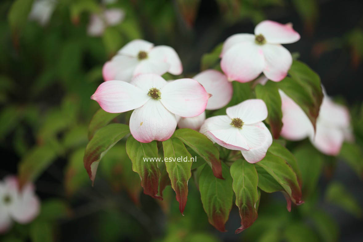 Cornus 'Rutgan' (STELLAR PINK)