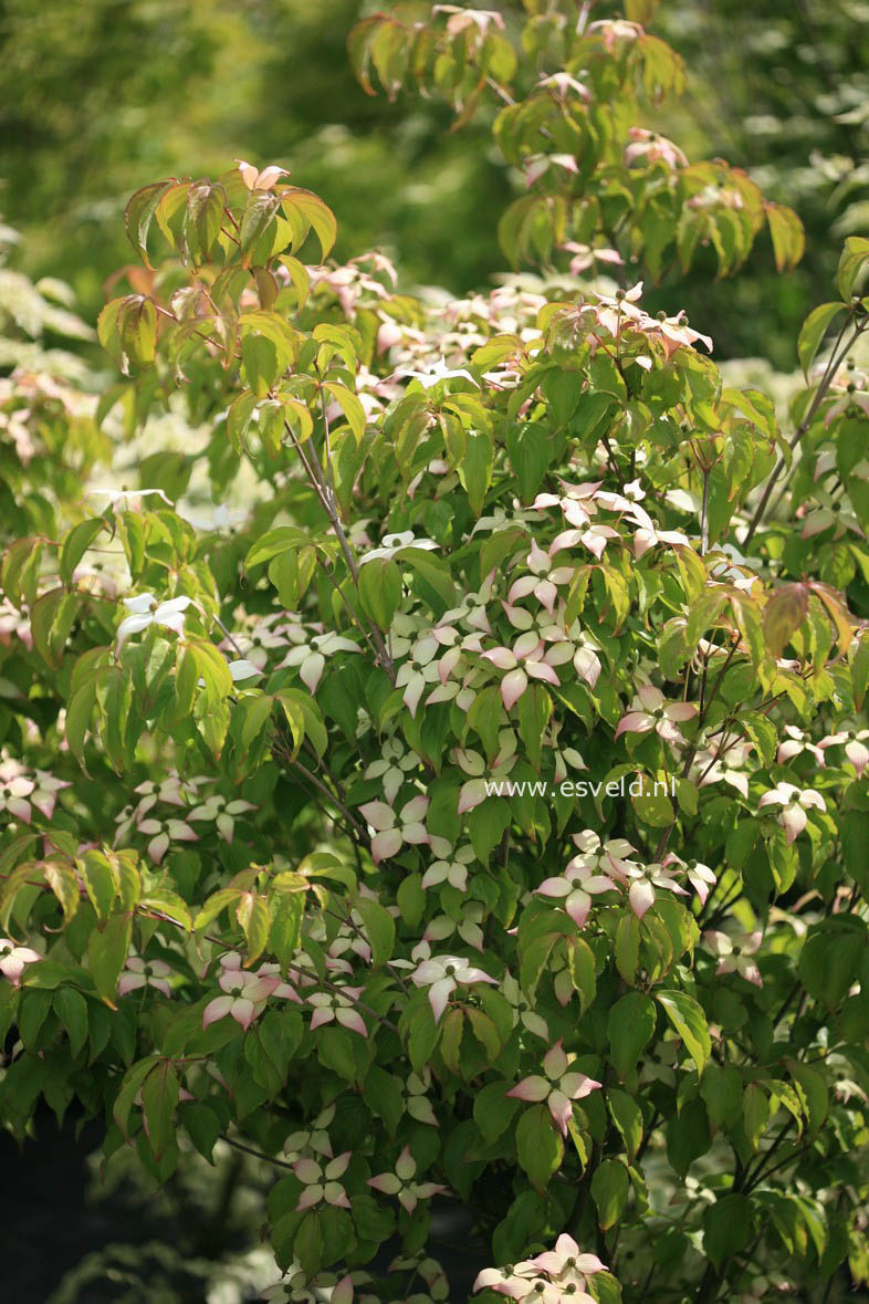 Cornus kousa 'Dwarf Pink'