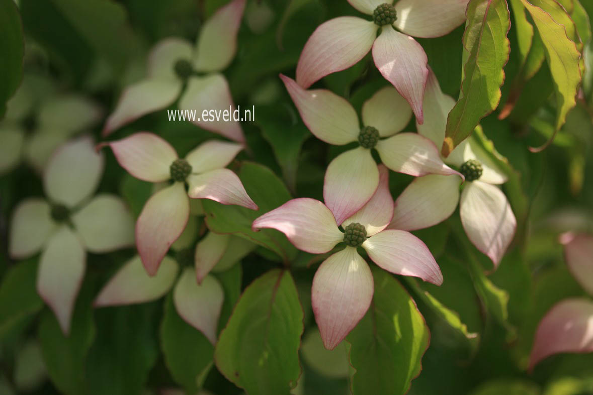 Cornus kousa 'Dwarf Pink'