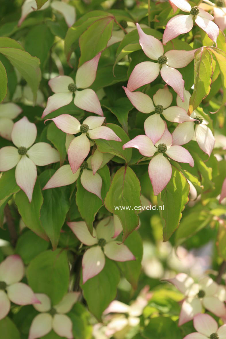 Cornus kousa 'Dwarf Pink'