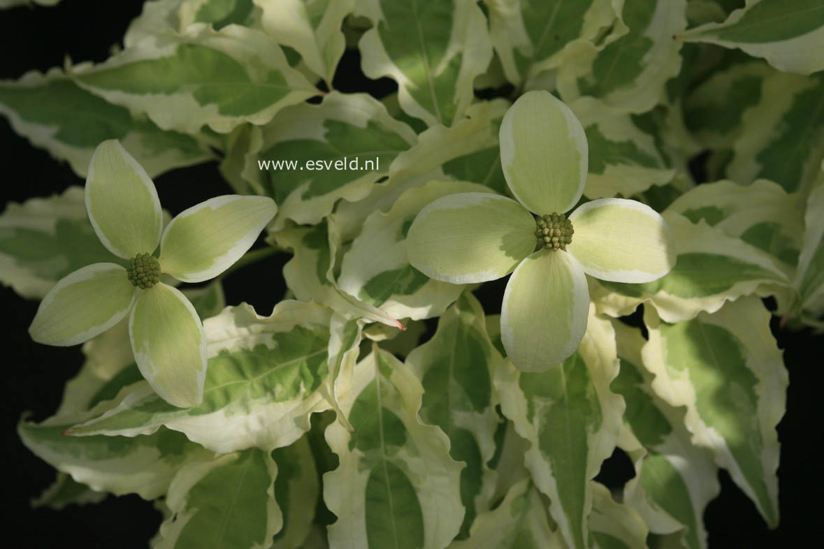 Cornus kousa 'Laura'