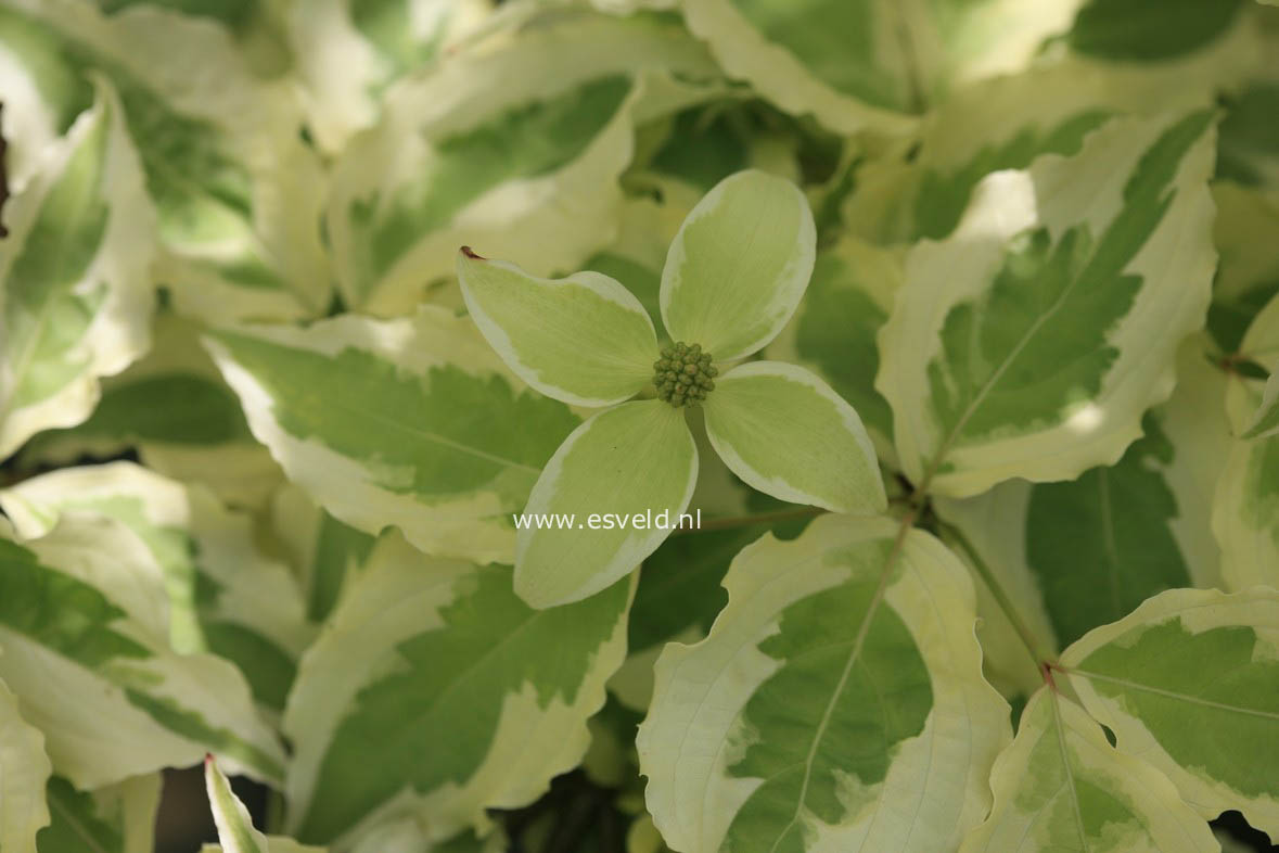 Cornus kousa 'Laura'