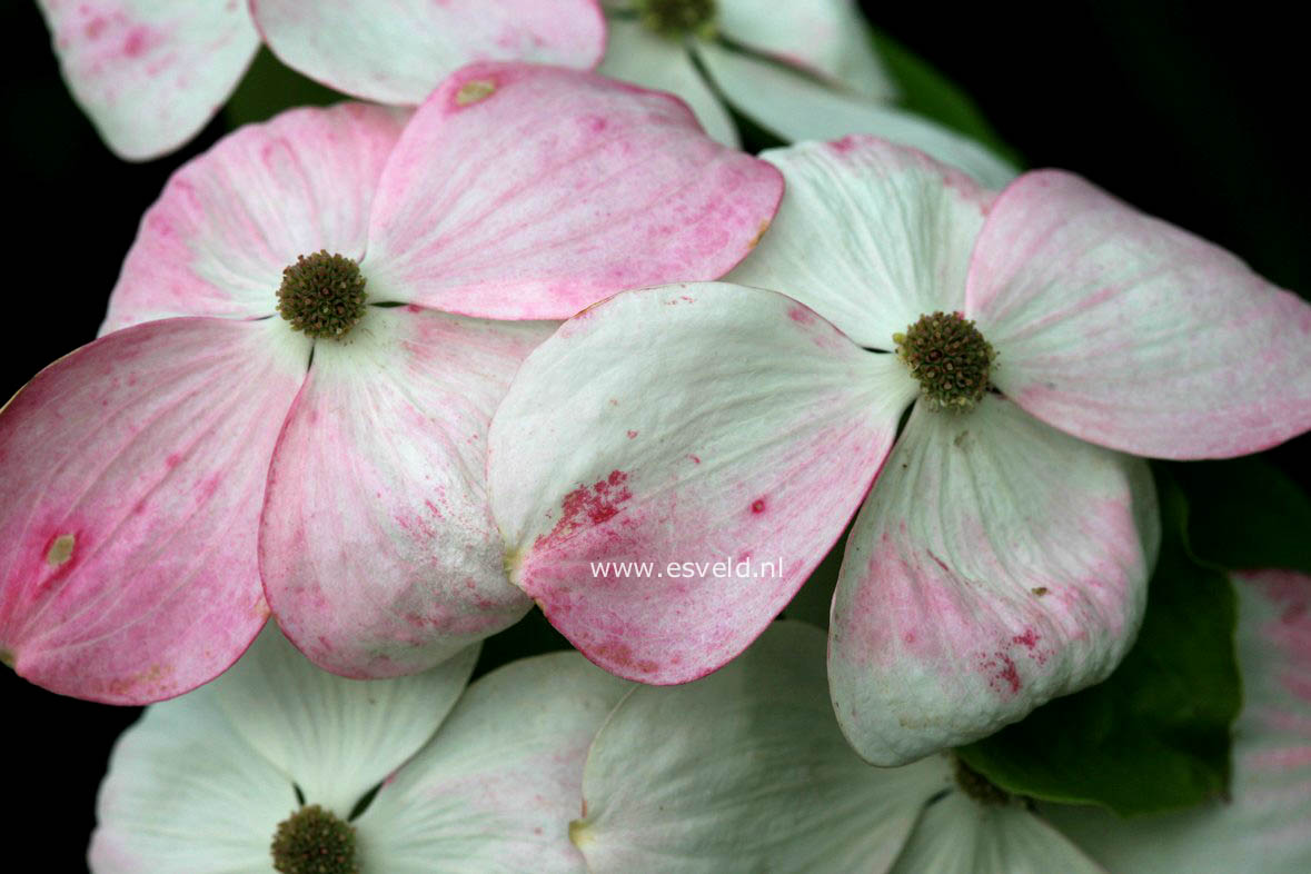 Cornus 'Rutdan' (CELESTIAL / GALAXY)