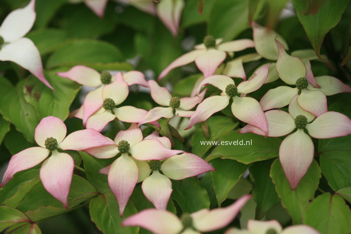 Cornus kousa 'Dwarf Pink'