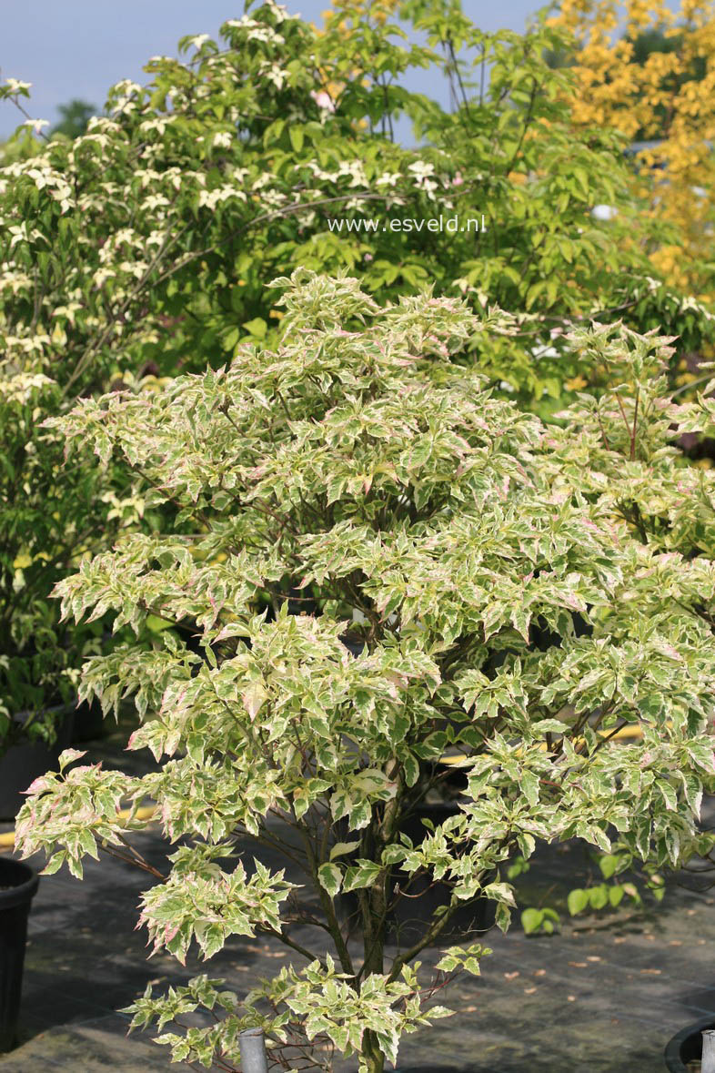 Cornus florida 'Daybreak'