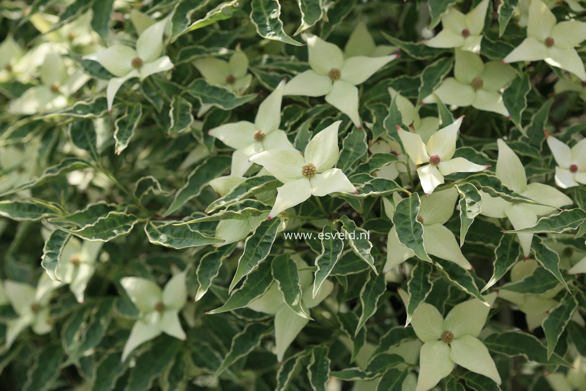 Cornus kousa 'Peve Foggy'