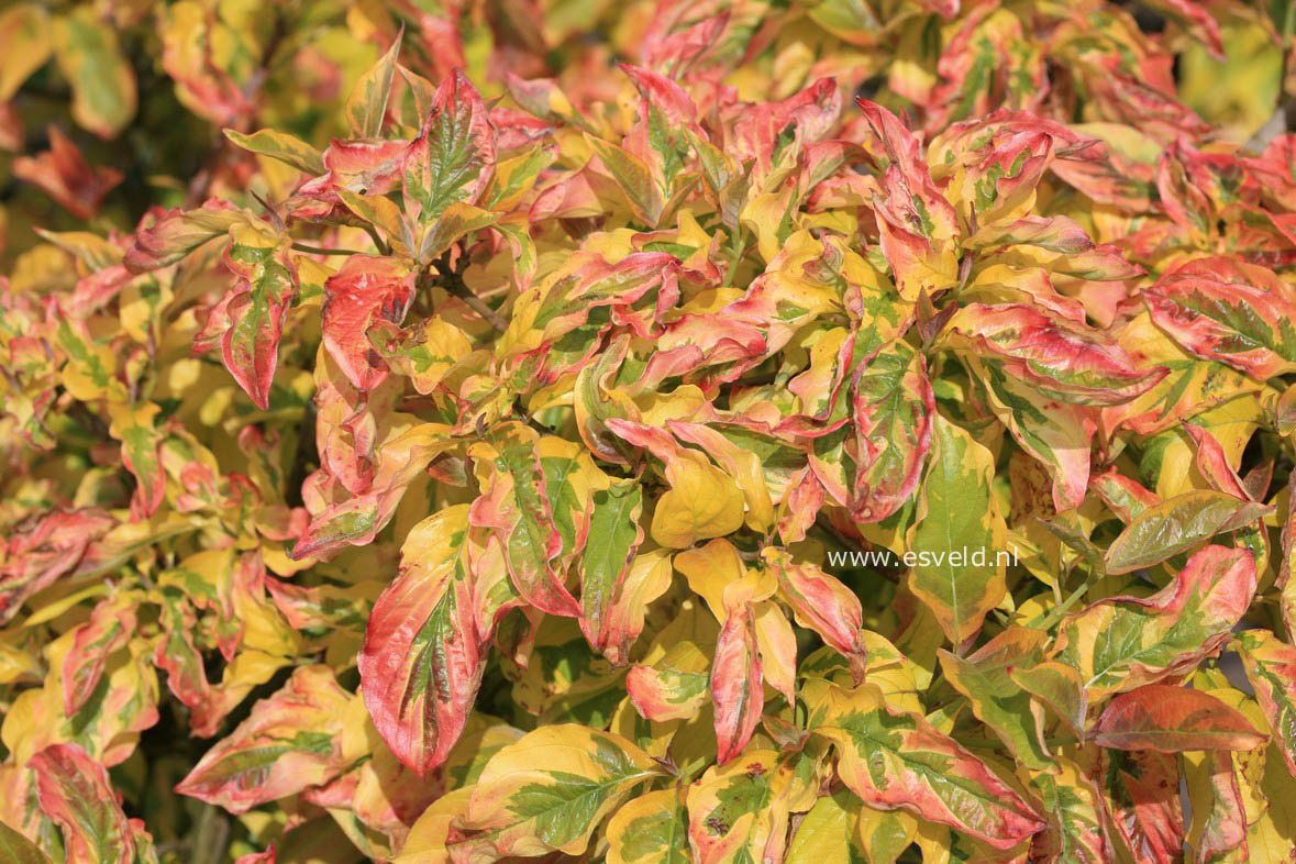 Cornus florida 'Sunset' (CHEROKEE SUNSET)