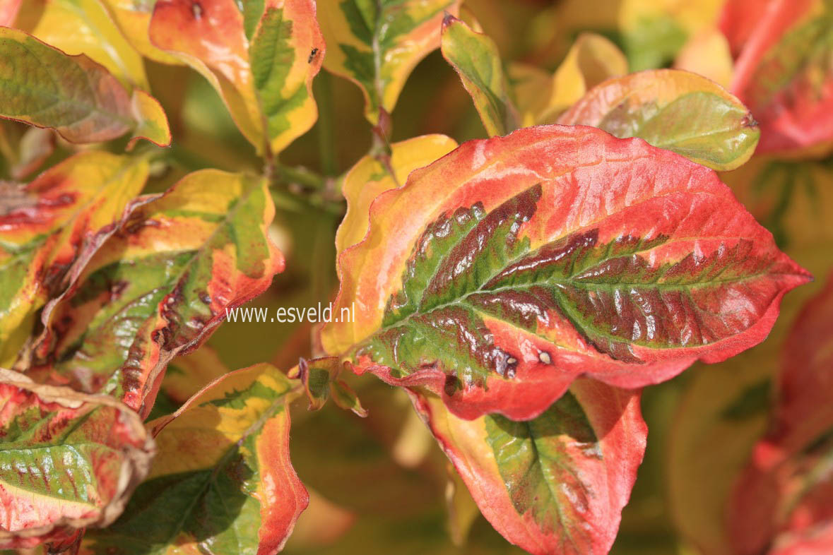 Cornus florida 'Sunset' (CHEROKEE SUNSET)