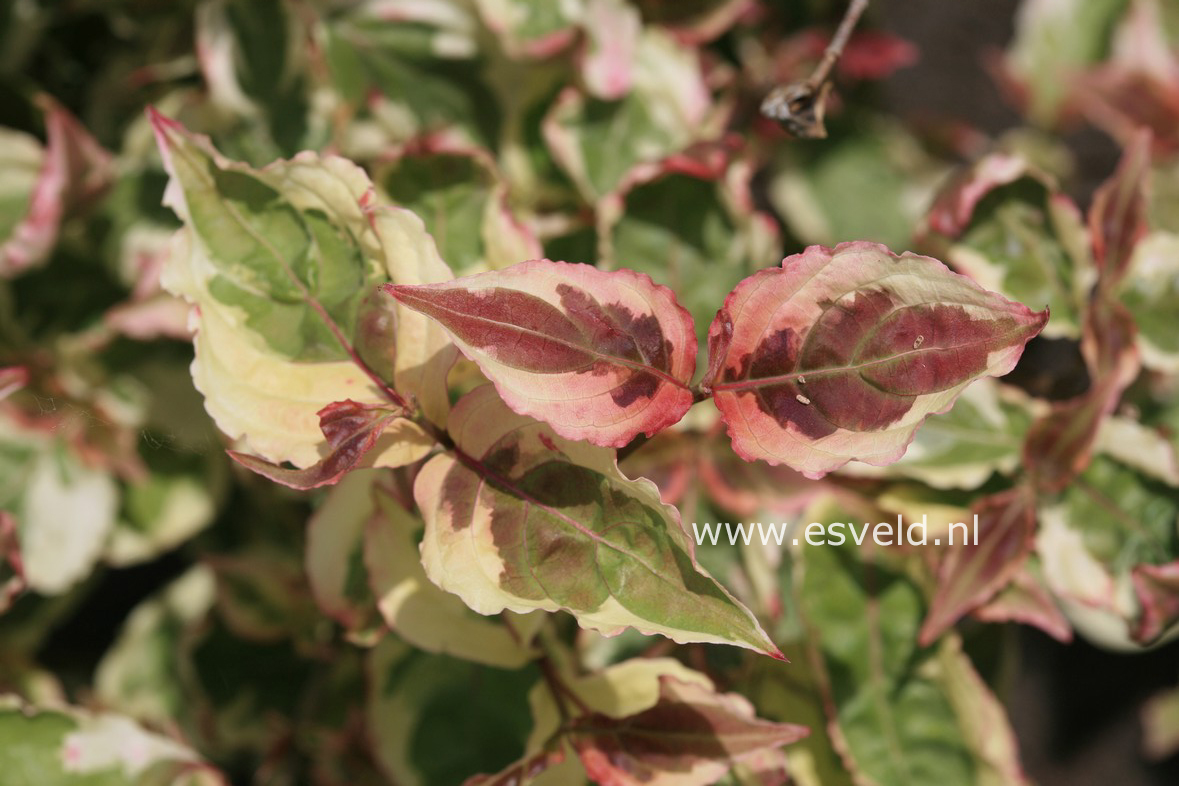 Cornus kousa 'Akatsuki'