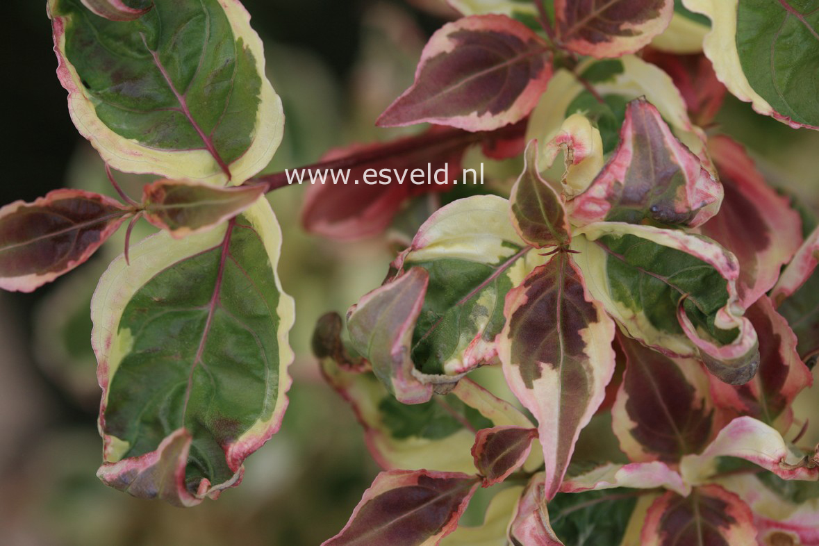 Cornus kousa 'Akatsuki'