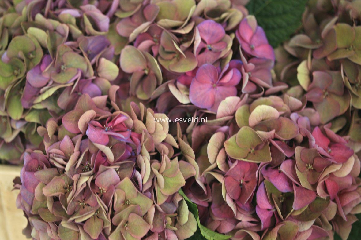 Hydrangea macrophylla 'Horo' (MAGICAL ROBIN)