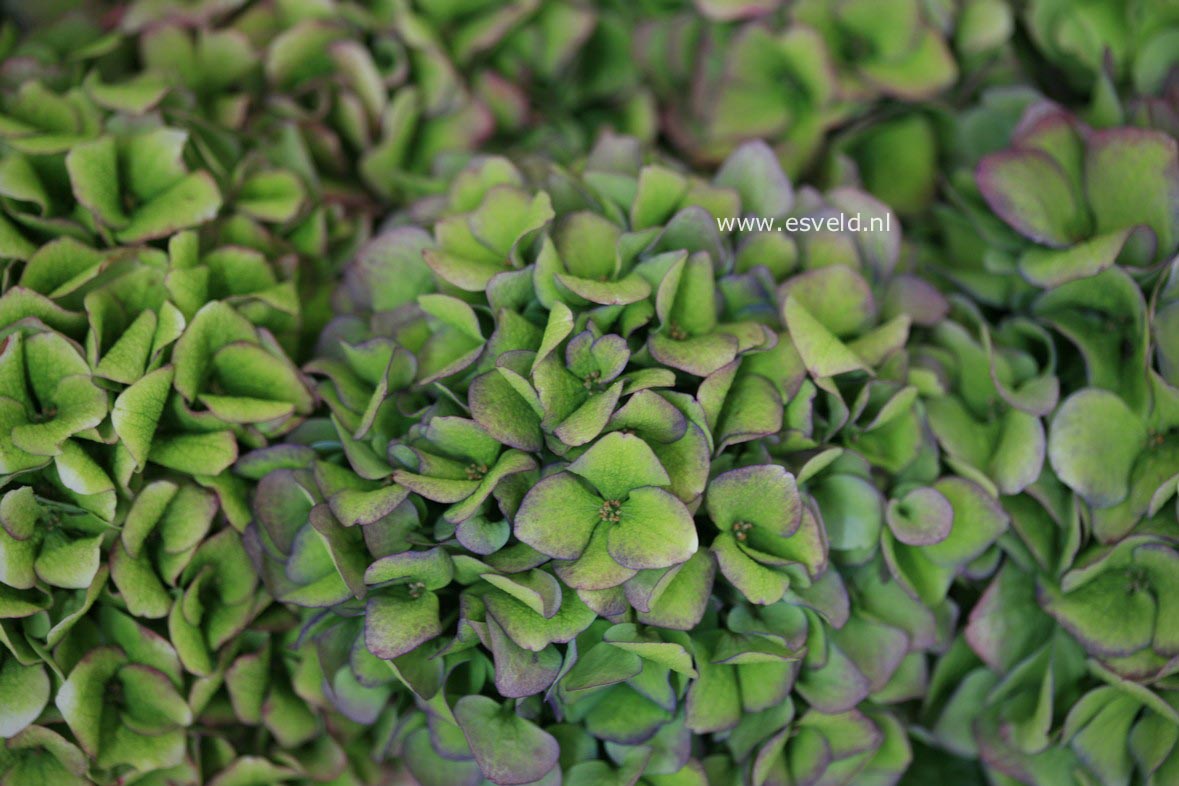 Hydrangea macrophylla 'Ankong' (MAGICAL CRYSTAL)