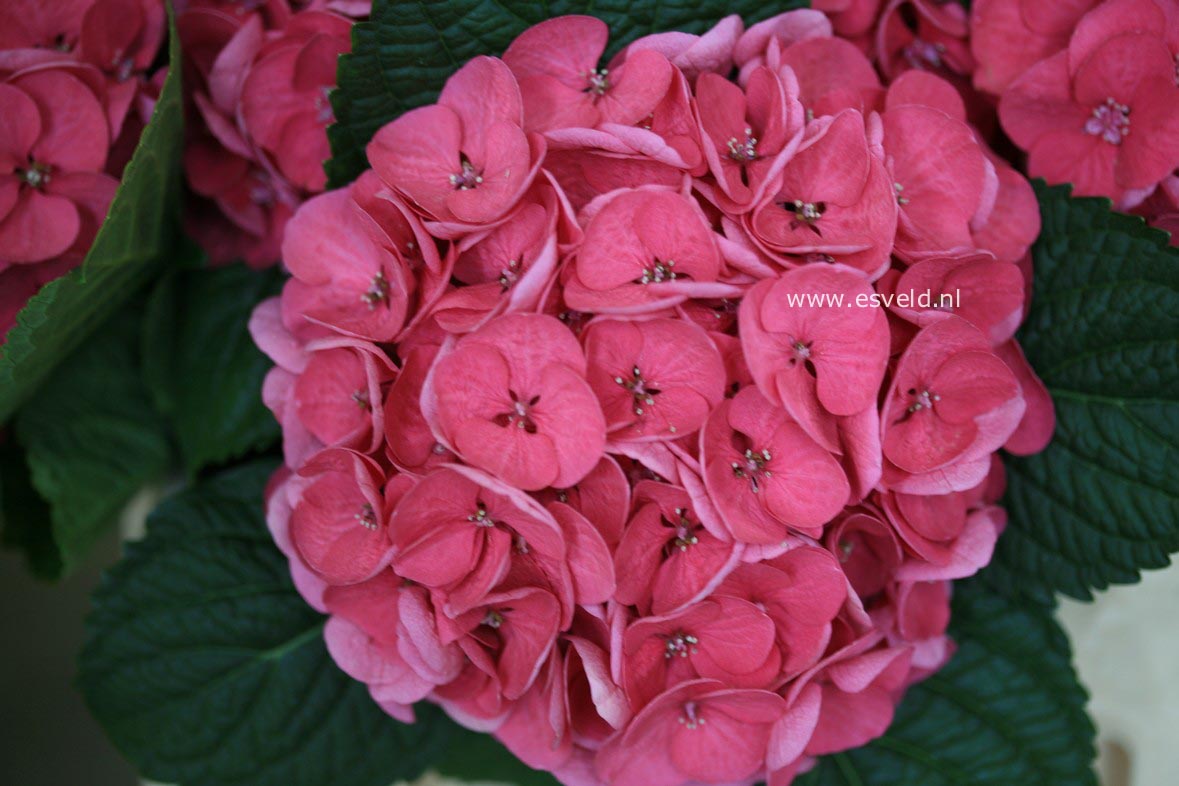 Hydrangea macrophylla 'Horo' (MAGICAL ROBIN)