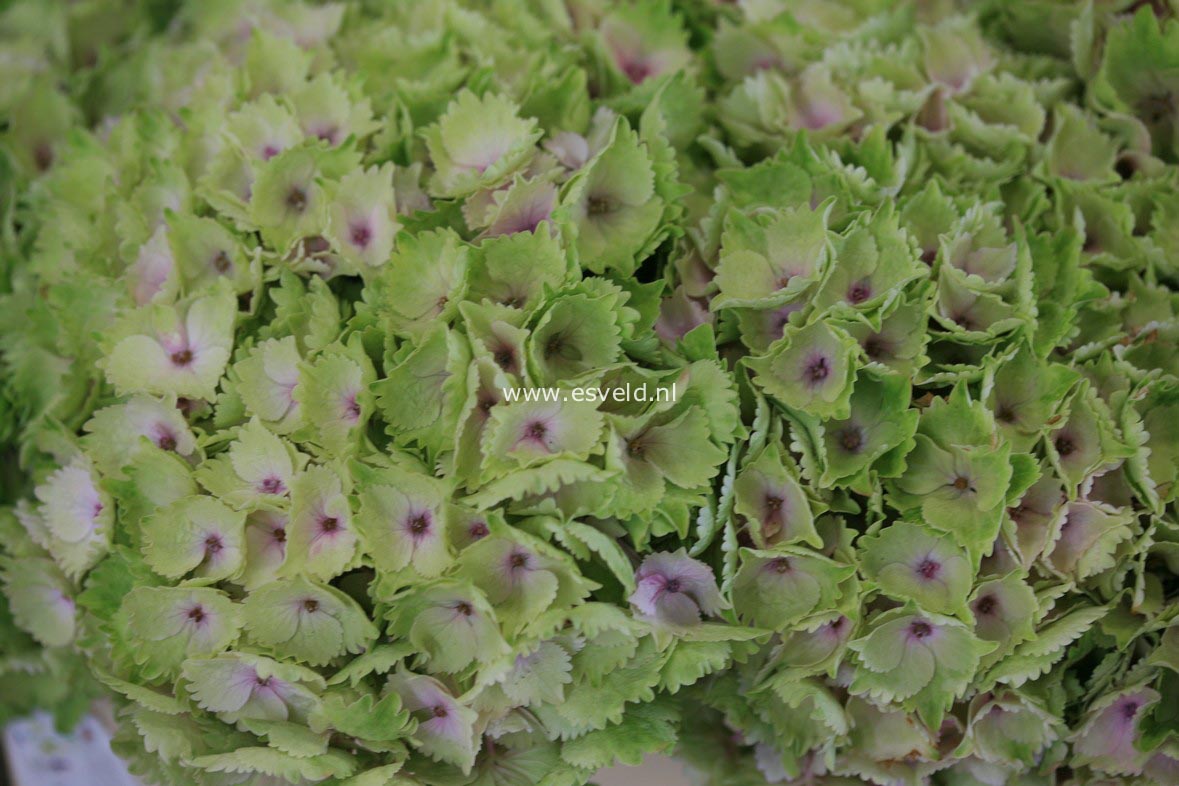 Hydrangea macrophylla 'Hortmoc' (MAGICAL OCEAN)