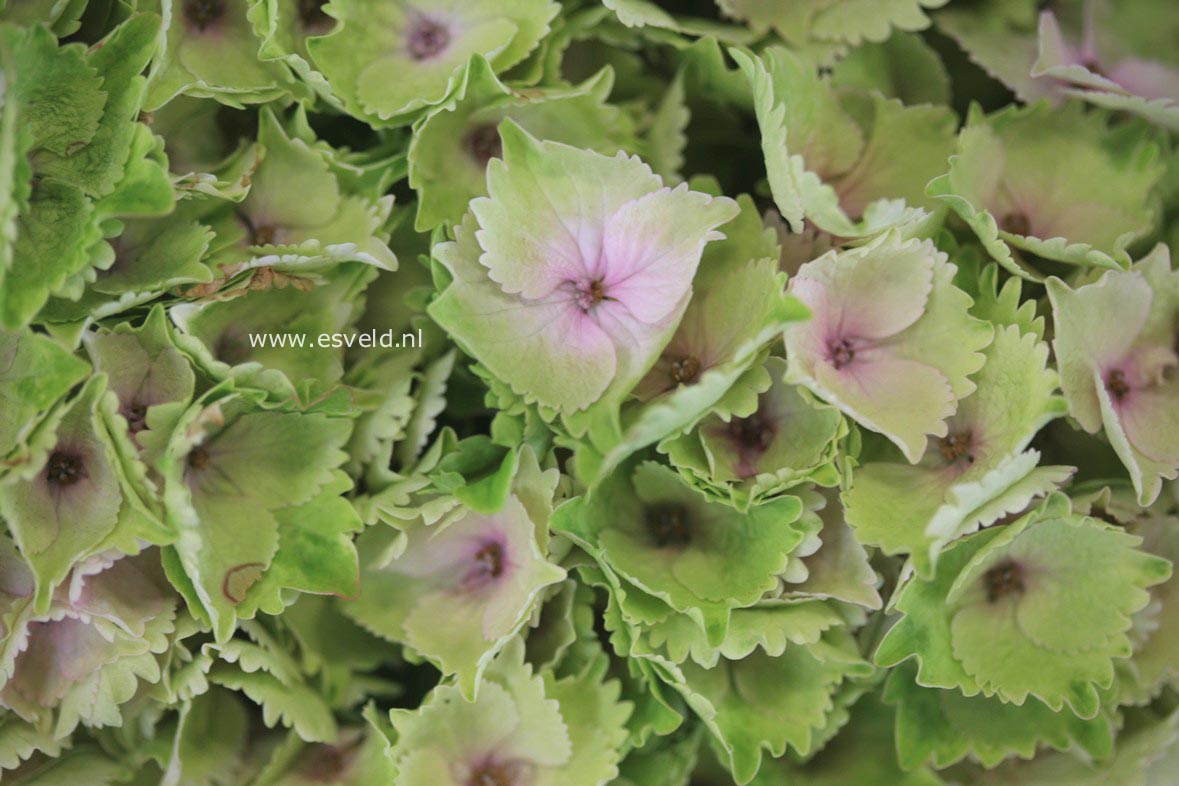 Hydrangea macrophylla 'Hortmoc' (MAGICAL OCEAN)