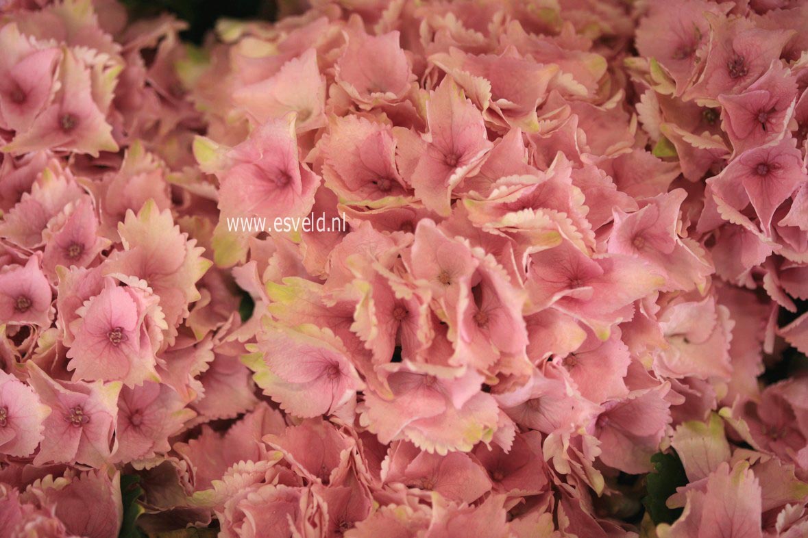 Hydrangea macrophylla 'Hortmoc' (MAGICAL OCEAN)