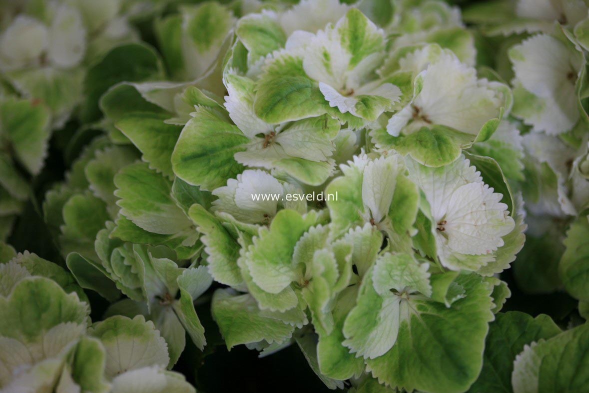 Hydrangea macrophylla 'Hortmawin' (MAGICAL WINGS)