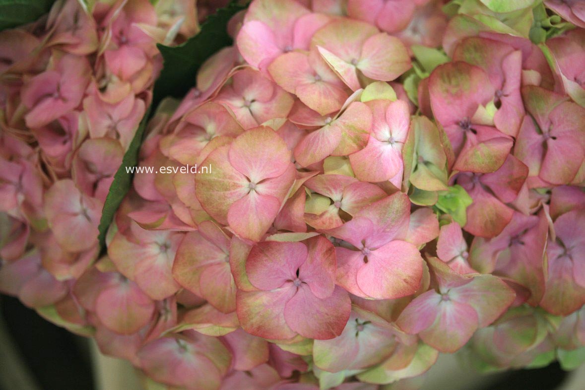 Hydrangea macrophylla 'Hortmahar' (MAGICAL HARMONY)