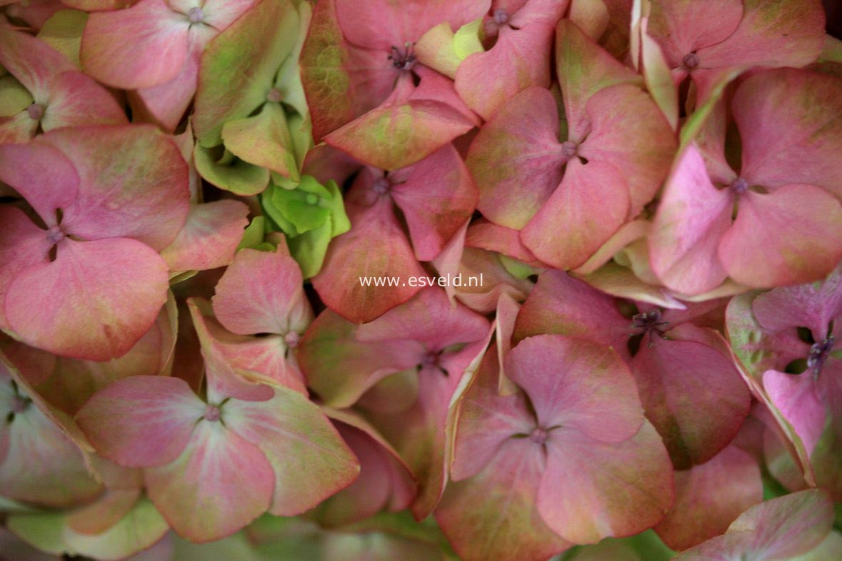 Hydrangea macrophylla 'Hortmahar' (MAGICAL HARMONY)