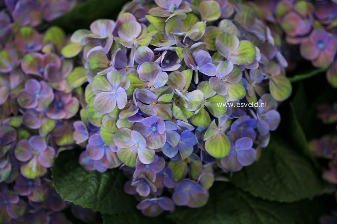 Hydrangea macrophylla 'Hokomac' (MAGICAL CORAL)