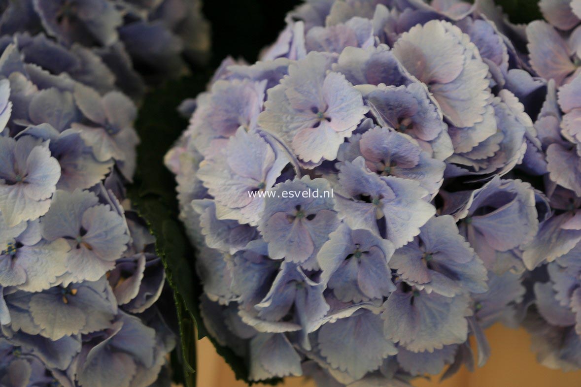 Hydrangea macrophylla 'Rambo' (MAGICAL TOPAZ)