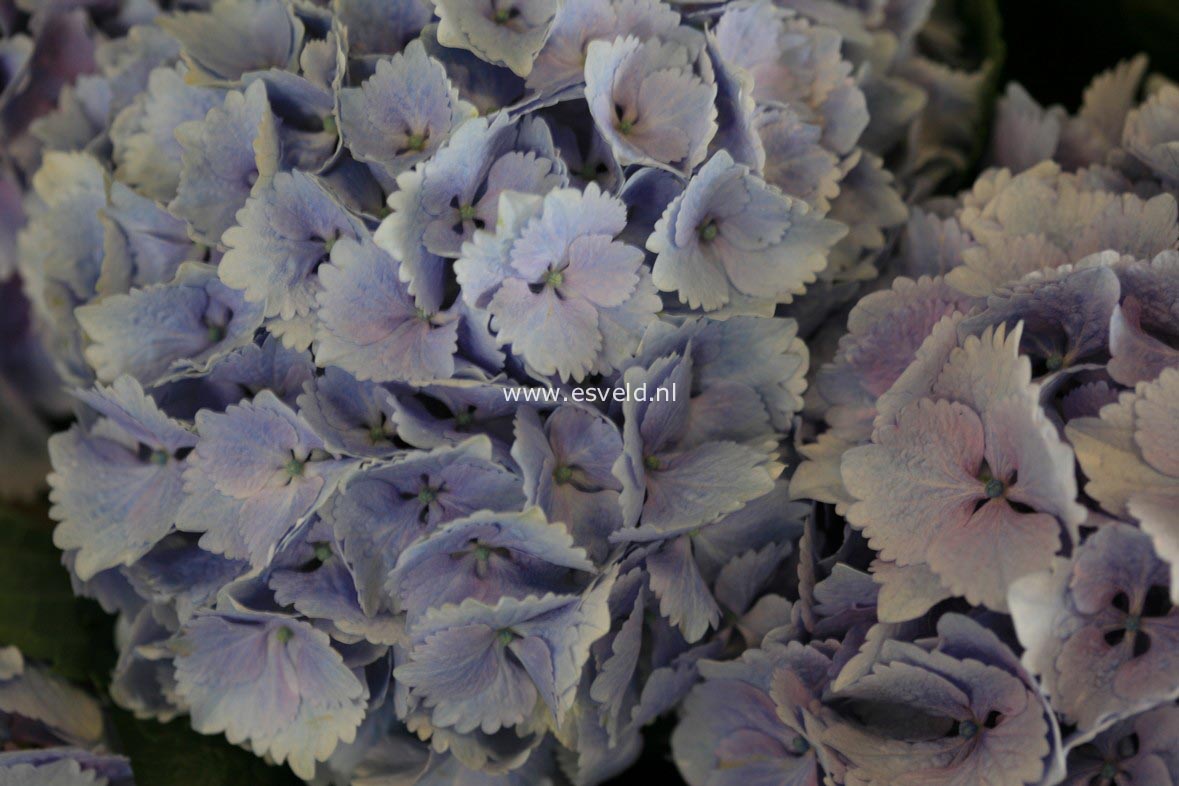 Hydrangea macrophylla 'Rambo' (MAGICAL TOPAZ)