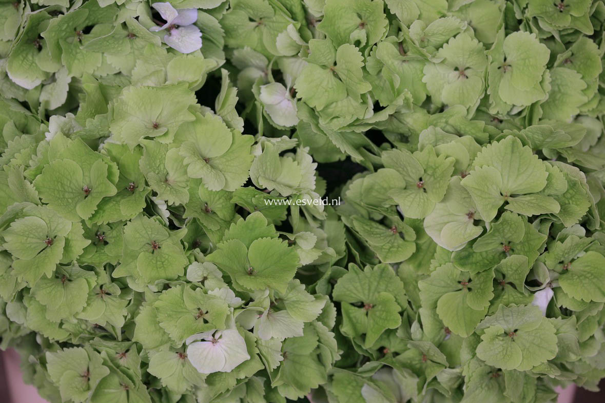 Hydrangea macrophylla 'Hulk' (MAGICAL EMERALD)