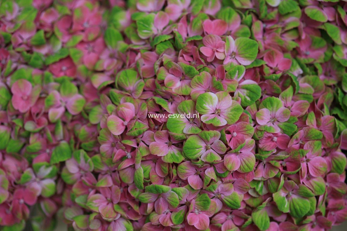 Hydrangea macrophylla 'Hokomac' (MAGICAL CORAL)