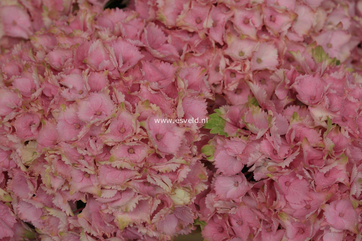 Hydrangea macrophylla 'Hortmoc' (MAGICAL OCEAN)