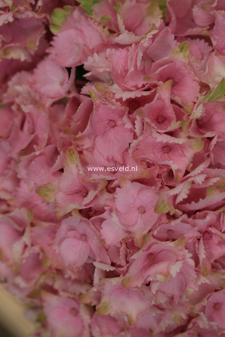 Hydrangea macrophylla 'Hortmoc' (MAGICAL OCEAN)