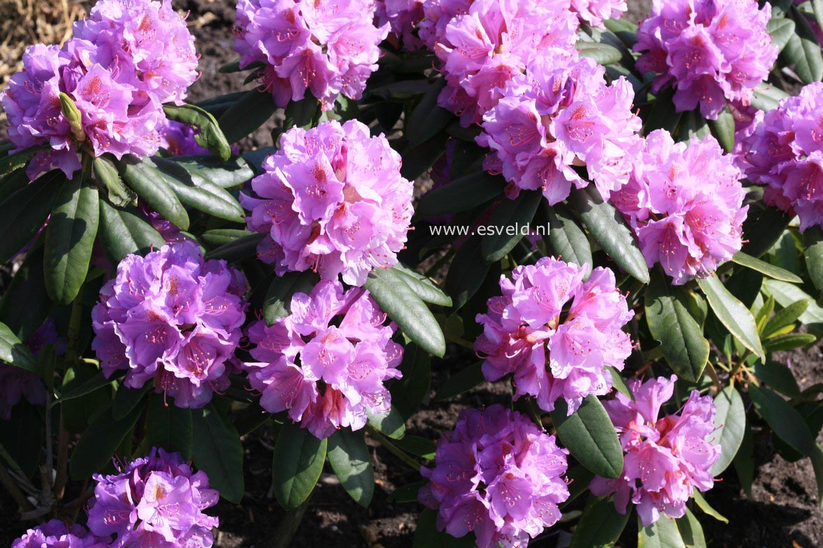 Rhododendron 'Catawbiense Grandiflorum'