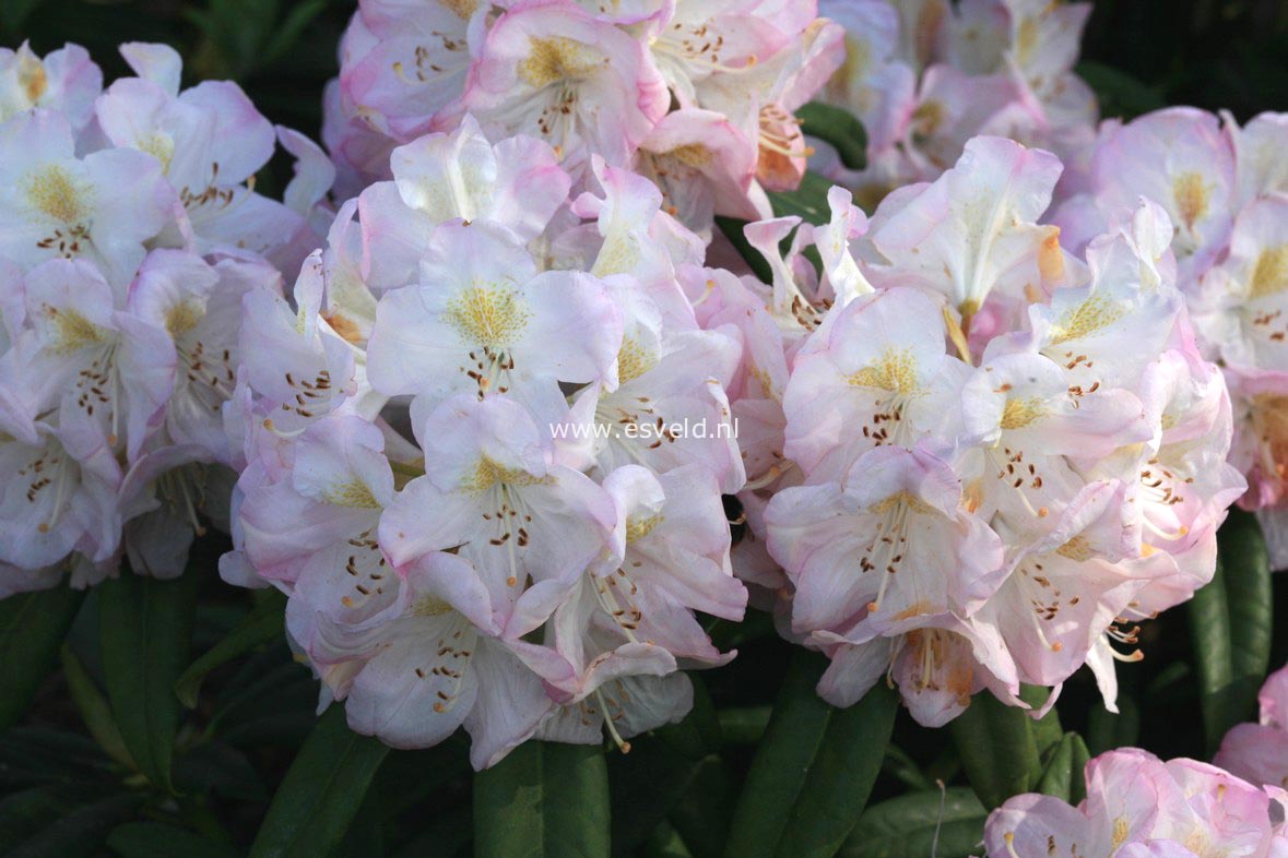 Rhododendron 'Brigitte'