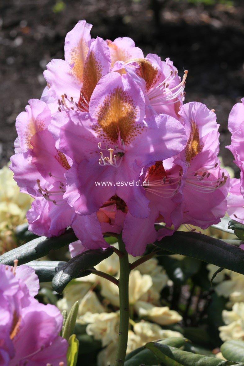 Rhododendron 'Ricarda'