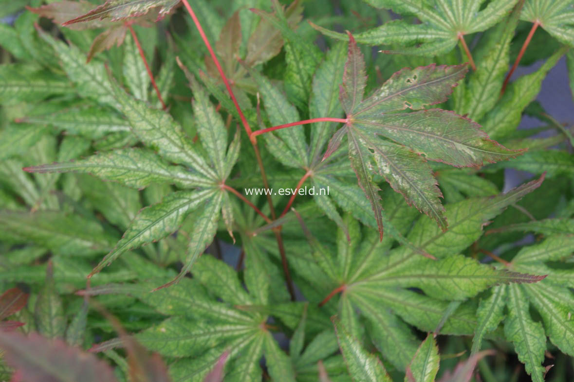 Acer palmatum 'Elmwood'